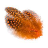 BG Guinea Fowl Hackles