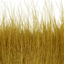 04 Golden Olive